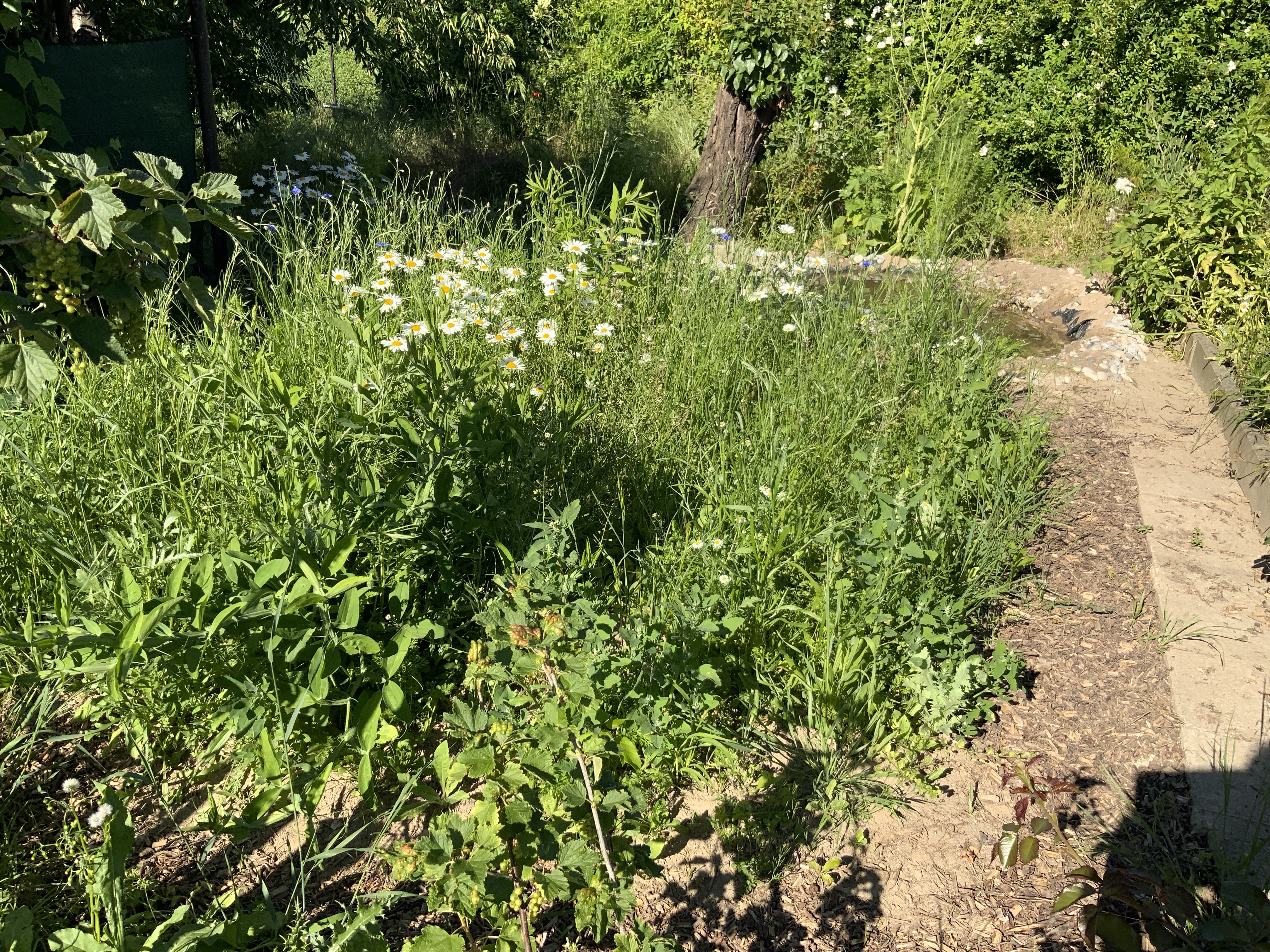 Stillstand gibt es in der Natur nicht-eine Blühwiese entwickelt sich-Veränderungen der Natur
