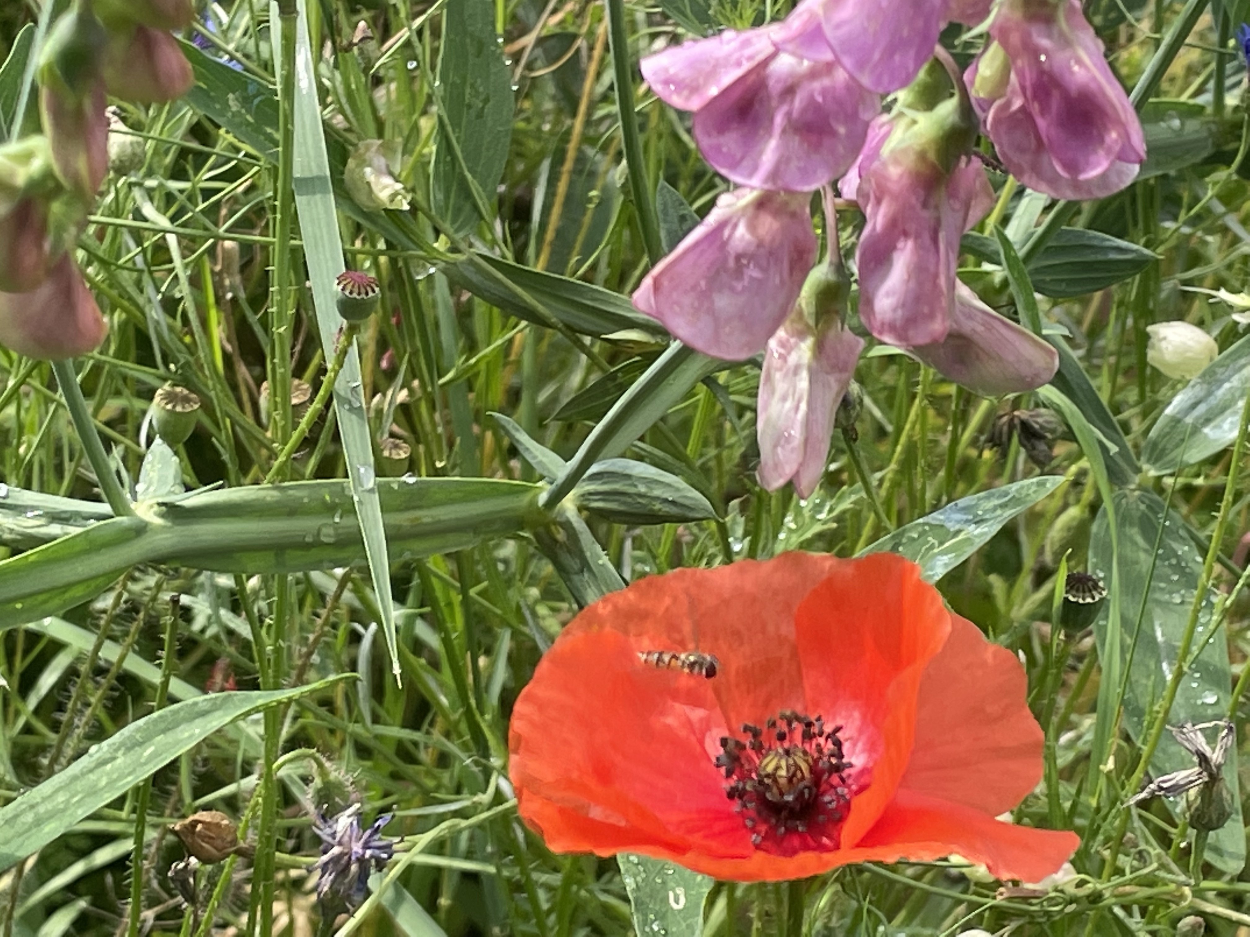 Stillstand gibt es in der Natur nicht-eine Blühwiese entwickelt sich-Veränderungen der Natur